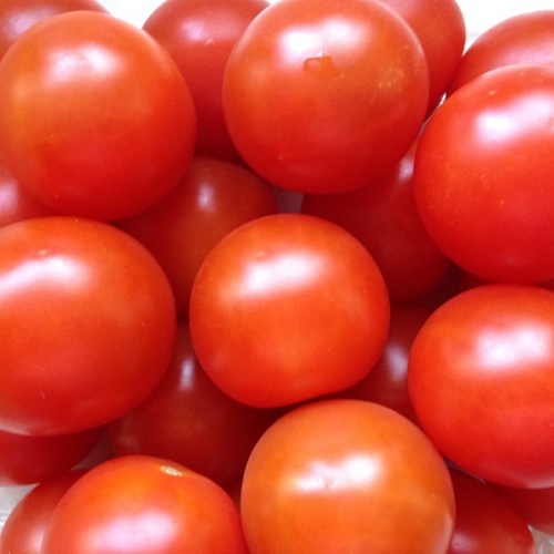 Tomato Gardeners Delight